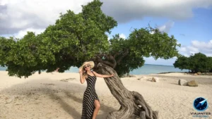 Por que a mesma faixa de areia em Aruba ou Curaçao mostra três tons de azul ao mesmo tempo
